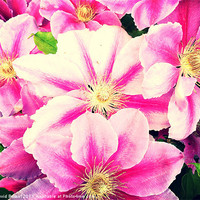 Buy canvas prints of Beautiful pink clematis flowers by David Basset