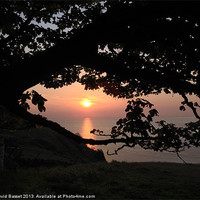 Buy canvas prints of Sunset through tree north devon by David Basset