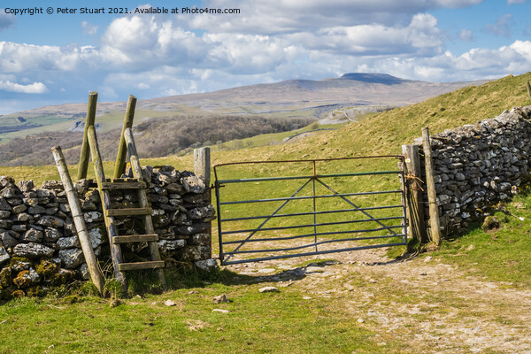 Ingleborough above the village of Feizer in the Yorkshire Dales Picture Board by Peter Stuart