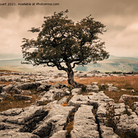 Buy canvas prints of Lone tree at Winskill by Peter Stuart