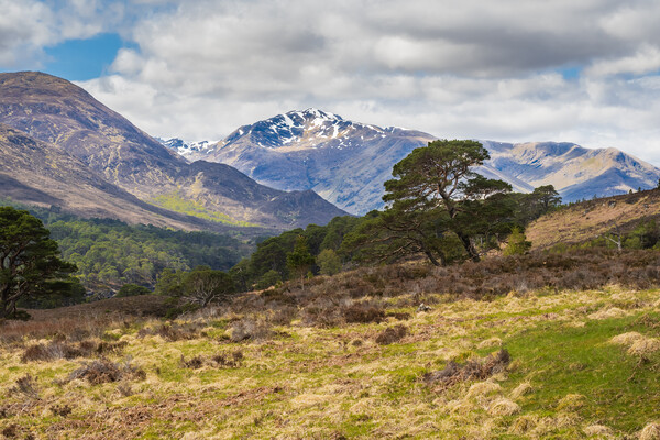 Glen affric and the Kintail way Picture Board by Peter Stuart