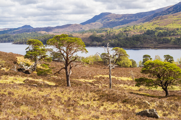 Glen affric and the Kintail way Picture Board by Peter Stuart