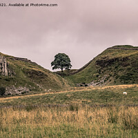 Buy canvas prints of Sycamore tree on Hadrian's Wall Walk by Peter Stuart