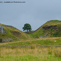 Buy canvas prints of Peel Crags above Once Brewed on Hadrian's Wall Walk by Peter Stuart