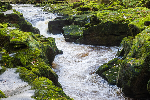 The Strid, River Wharfe, near Bolton Abbey Picture Board by Peter Stuart