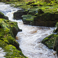 Buy canvas prints of The Strid, River Wharfe, near Bolton Abbey by Peter Stuart