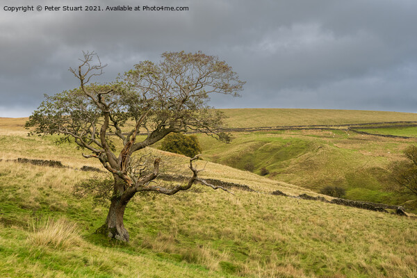 Lone Tree near the New plantation and Langber lane Picture Board by Peter Stuart