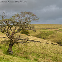 Buy canvas prints of Lone Tree near the New plantation and Langber lane by Peter Stuart
