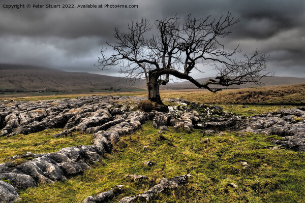 Lone tree above Sleights Pasture near to Ribblehead Viaduct in t Picture Board by Peter Stuart