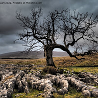 Buy canvas prints of Lone tree above Sleights Pasture near to Ribblehead Viaduct in t by Peter Stuart