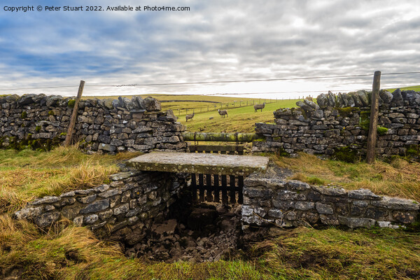 Sheep gate on Matiles Lane near Malham Tarn in the Yorkshire Dal Picture Board by Peter Stuart