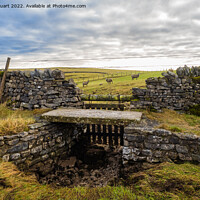 Buy canvas prints of Sheep gate on Matiles Lane near Malham Tarn in the Yorkshire Dal by Peter Stuart