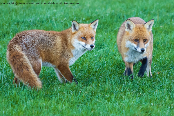 Two foxes standing in the grass looking for food Picture Board by Peter Stuart