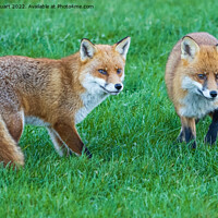 Buy canvas prints of Two foxes standing in the grass looking for food by Peter Stuart