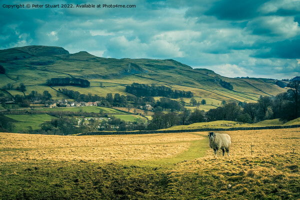 Lone sheep at Stackhouse Picture Board by Peter Stuart