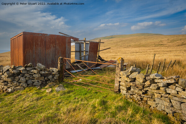 Walking along the Pennine Bridleway between Newby Head Gate to G Picture Board by Peter Stuart
