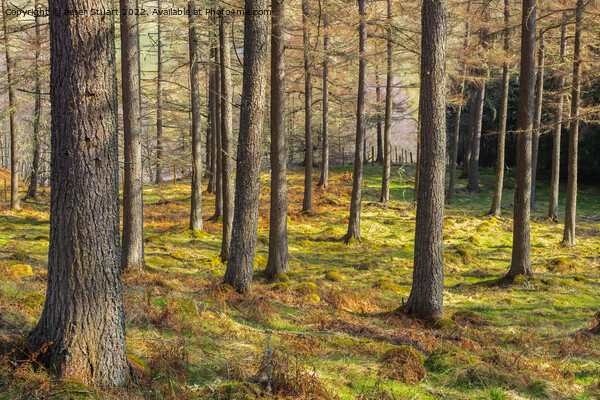 Forrest in Glen Tilt  Perthshire Scotland Picture Board by Peter Stuart