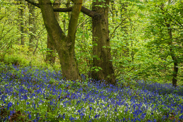 Bluebells and Spring time in the Woods Picture Board by Peter Stuart