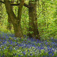Buy canvas prints of Bluebells and Spring time in the Woods by Peter Stuart