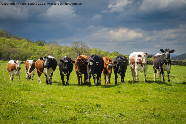 Its a line up of Cows in a field in the Yorkshire Dales Picture Board by Peter Stuart