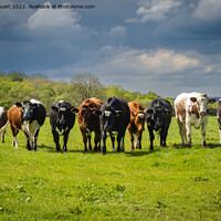 Buy canvas prints of Its a line up of Cows in a field in the Yorkshire Dales by Peter Stuart