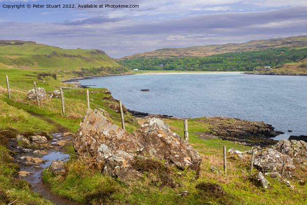Calgary bay on the isle of mull Picture Board by Peter Stuart