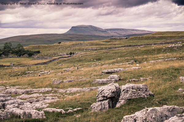 Ingleborough from Winskill Stones above Langcliffe near Settle i Picture Board by Peter Stuart