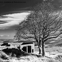 Buy canvas prints of Walking from Haworth to Top Withens and Wuthering Heights by Peter Stuart