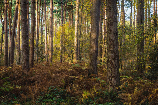 An autumnal walk around Delamere Forrest in Cheshire Picture Board by Peter Stuart
