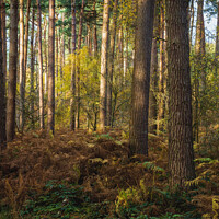 Buy canvas prints of An autumnal walk around Delamere Forrest in Cheshire by Peter Stuart