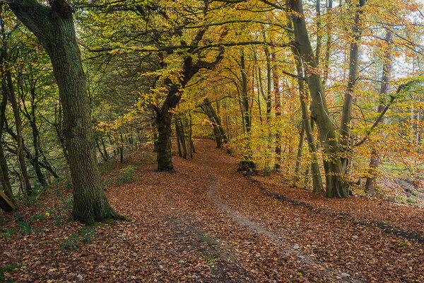 An autumnal walk around Delamere Forrest in Cheshire Picture Board by Peter Stuart