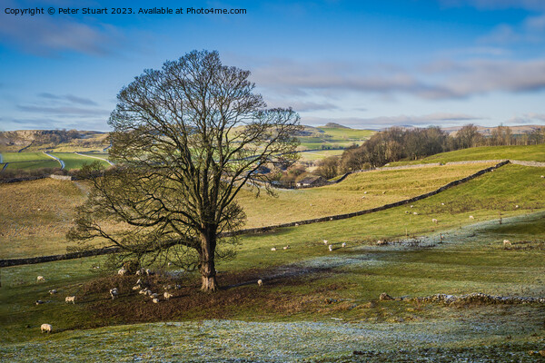 winter walking near Settle in the Yorkshire Dales Picture Board by Peter Stuart