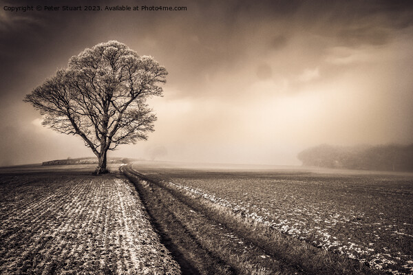 This lone tree is a crank Picture Board by Peter Stuart