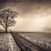 Buy canvas prints of This lone tree is a crank by Peter Stuart