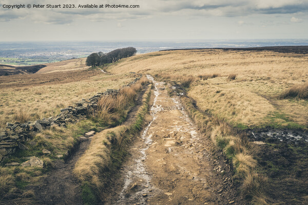 Walking on the West Pennine Moors from Great Hill to White Coppi Picture Board by Peter Stuart
