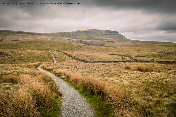 Walking on the Pennine Way and Ribble Way below Pen-y-Ghent in H Picture Board by Peter Stuart