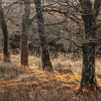 Buy canvas prints of Autumnal woodland at Tockholes by Peter Stuart