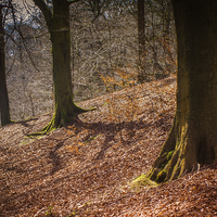 Buy canvas prints of  Autumn Leaves by Peter Stuart