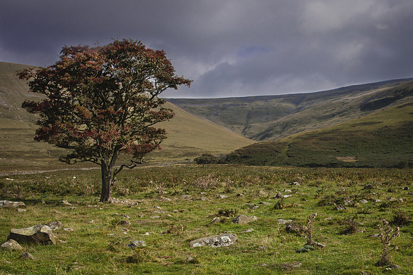  Lonely Tree on Cross Fell Picture Board by Peter Stuart