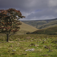 Buy canvas prints of  Lonely Tree on Cross Fell by Peter Stuart