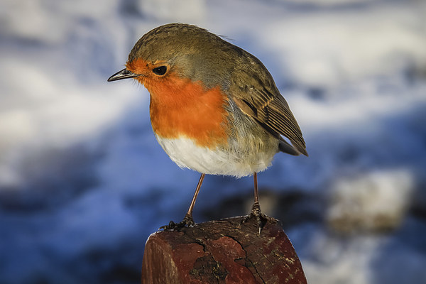  Robin Picture Board by Peter Stuart