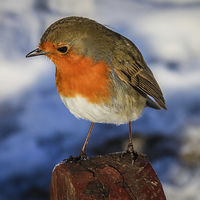 Buy canvas prints of  Robin by Peter Stuart