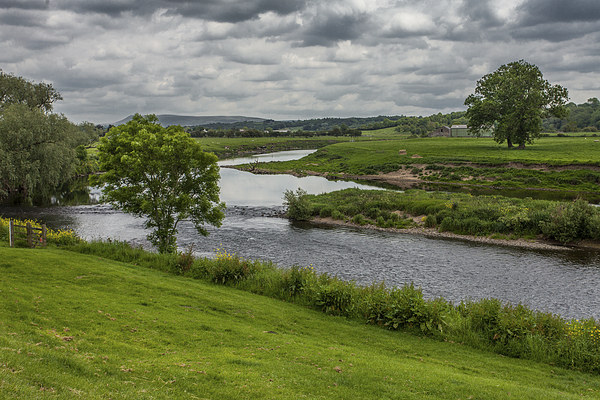  River Ribble from Ribchester Picture Board by Peter Stuart