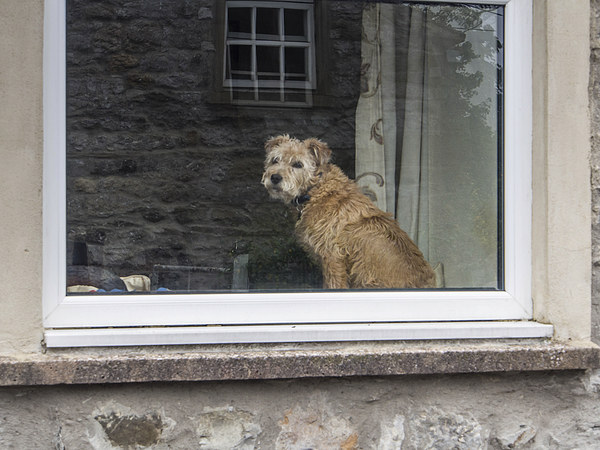  Who is that doggy in the window Picture Board by Peter Stuart