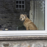 Buy canvas prints of  Who is that doggy in the window by Peter Stuart
