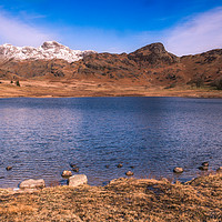 Buy canvas prints of Blea Tarn and the Langdale Pikes by Peter Stuart