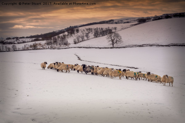 Snow Sheep Picture Board by Peter Stuart