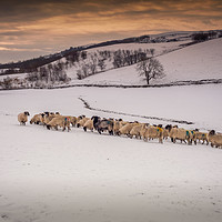 Buy canvas prints of Snow Sheep by Peter Stuart