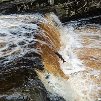 Buy canvas prints of Salmon Leaping by Peter Stuart