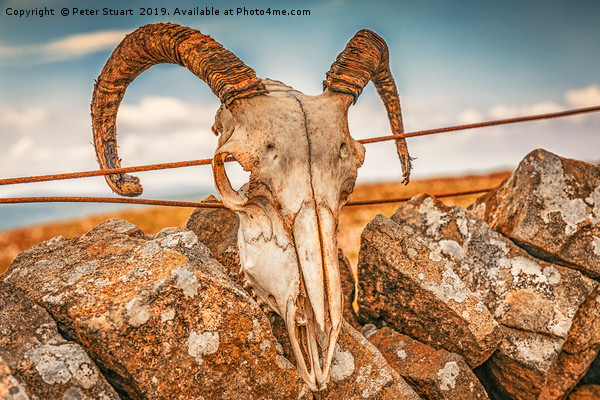 Ram's Skull on the summit of Buckden Pike Picture Board by Peter Stuart